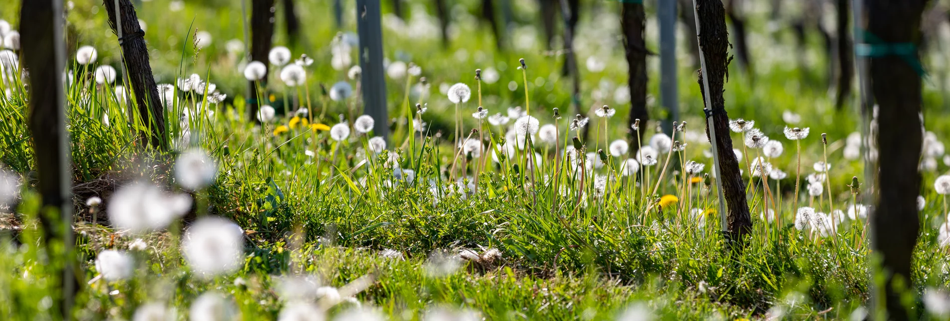 Frühling im Weingarten | © Tourismusverband Südsteiermark | Harry Schiffer