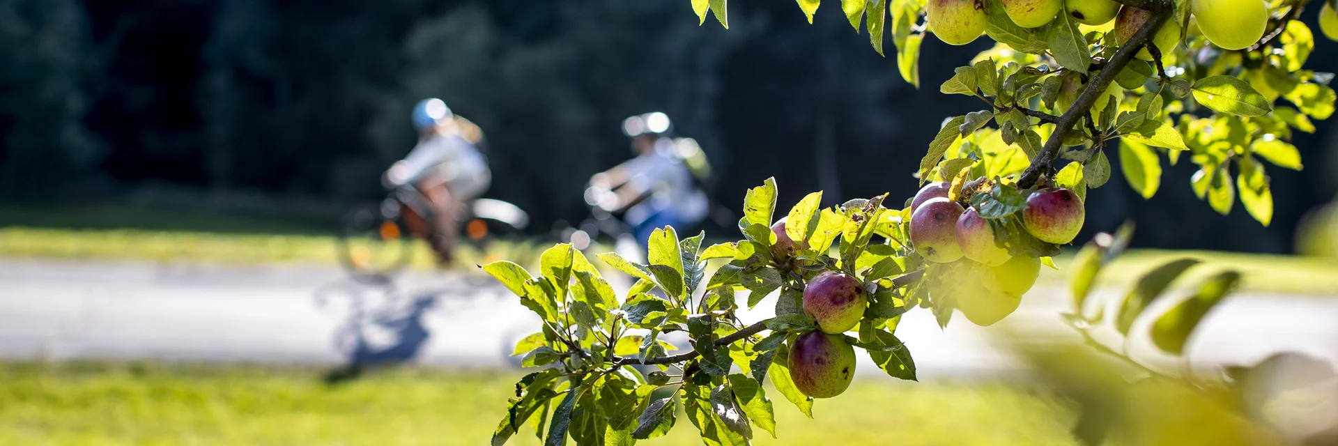 Cycling along orchards | © Steiermark Tourismus | Tom Lamm