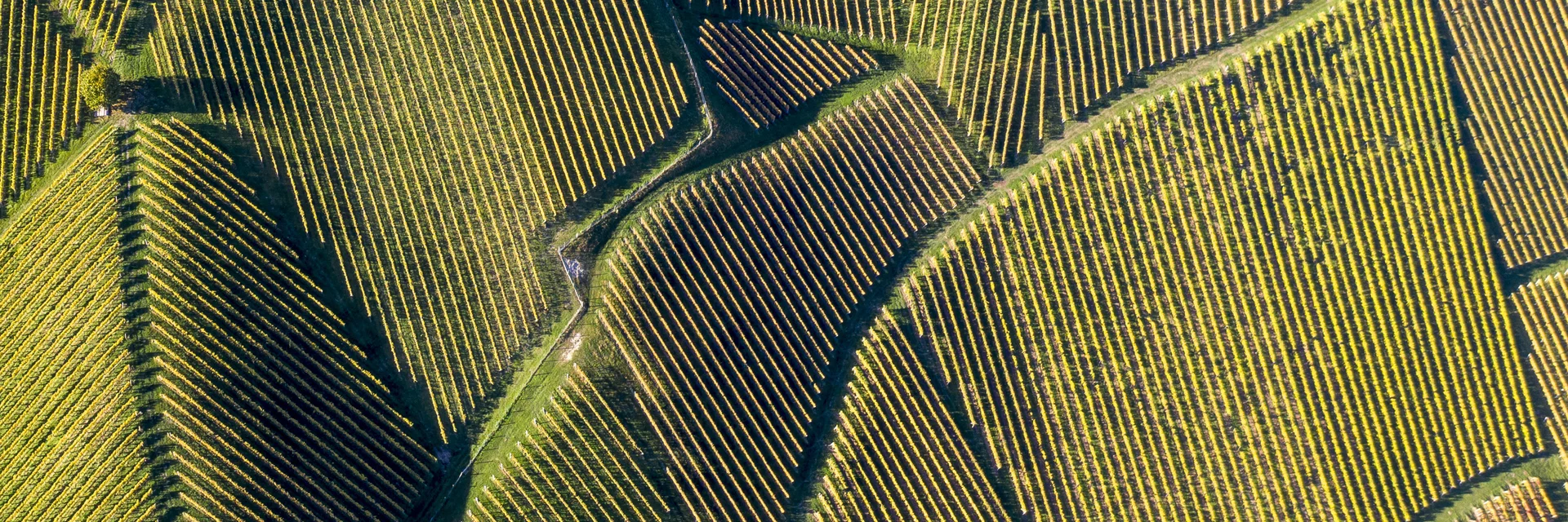 The Wine Cycle Tour, Gamlitz | © Steiermark Tourismus | Tom Lamm