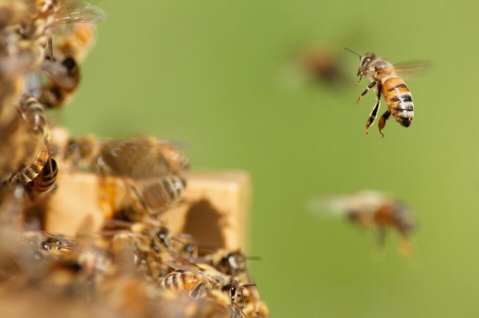 Beekeeping Karner - Impression #1 | © damien-tupinier-unsplash