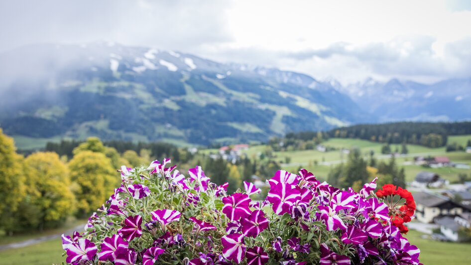 Aussicht von der Sattelberghütte, Ramsau am Dachstein | © Netzwerk Kulinarik wildbild